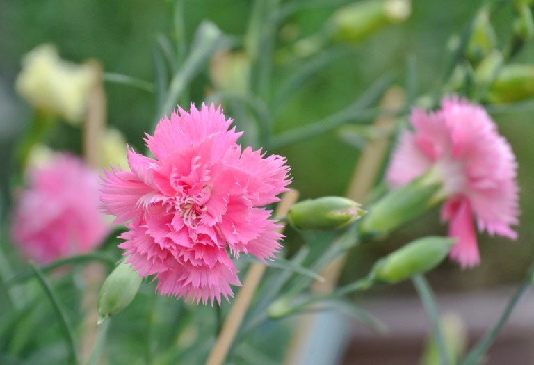 Introducing the Carnation: An Excellent Choice for Busy Gardeners