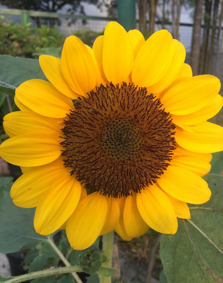 Grow Sunflowers to Brighten Up Your Garden This Summer