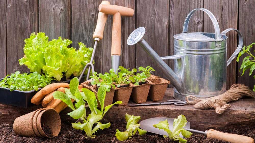 5 Important Benefits of Gardening