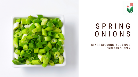 Why Buy If You Can Grow Spring Onions at Home