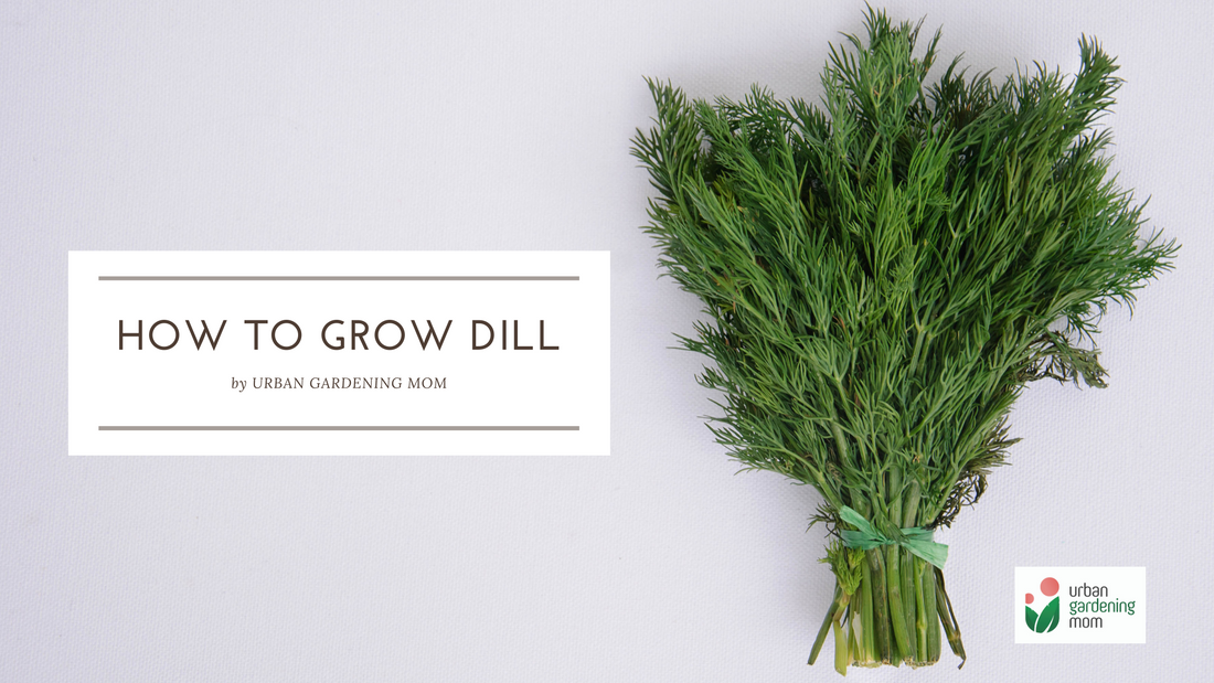 Grow Your Own Dill