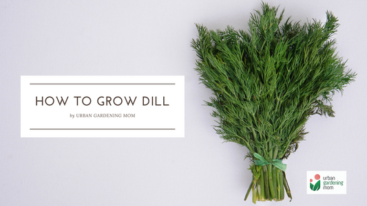 Grow Your Own Dill