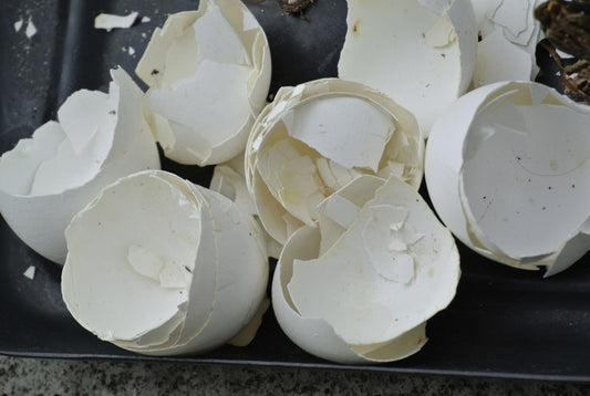 DIY Organic Fertilizers From Kitchen Scraps