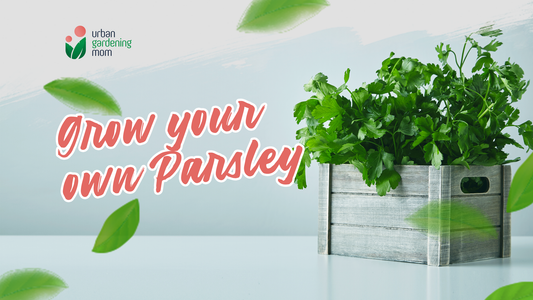 Grow your own parsley at home