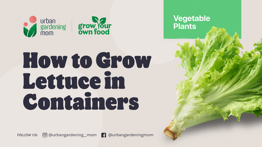 Growing Your Own Lettuce at Home