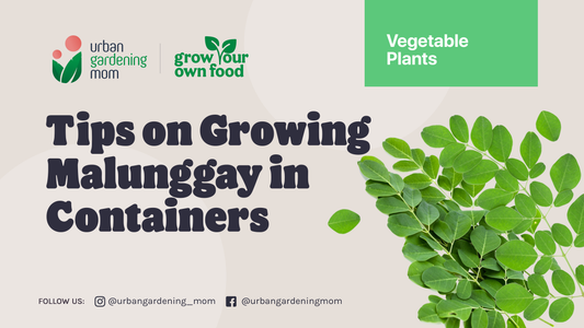 Growing the Malunggay (Moringa Oleifera) in a Container