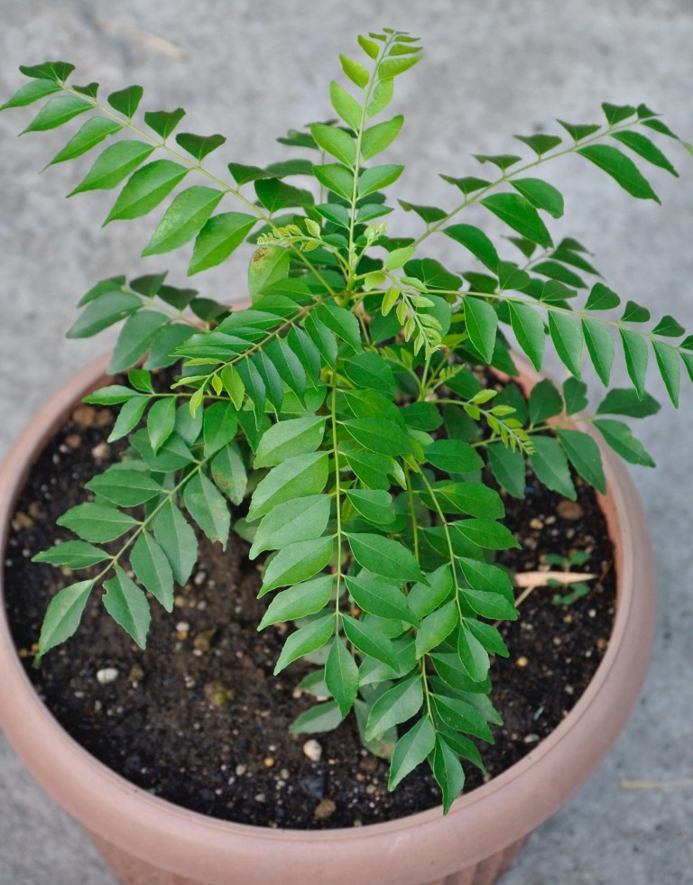 Growing the Curry Leaf Plant in a Pot