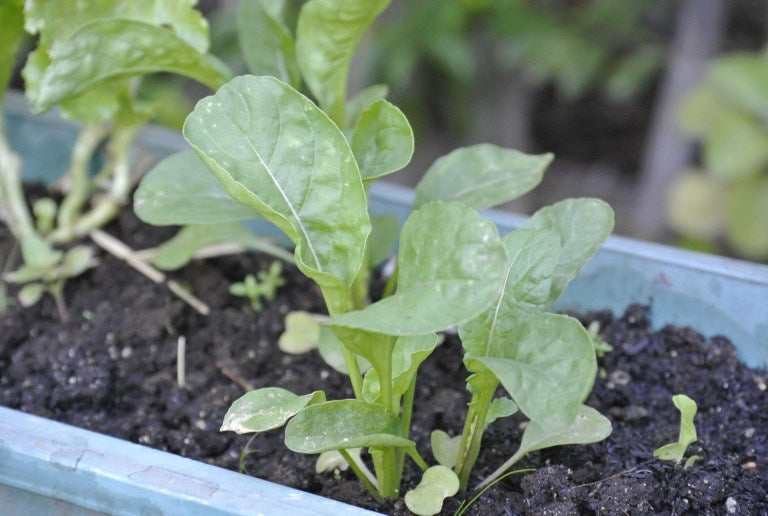 How to Grow Baby Rocket (Arugula) In Warm Tropical Climates