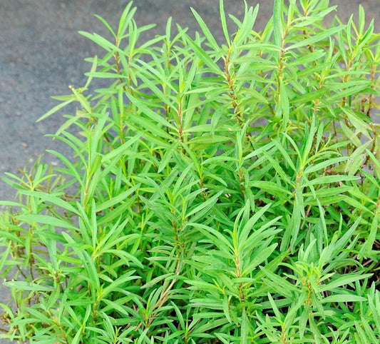 Tarragon: An Herb Gardener’s Loyal Friend