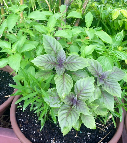 Urban Gardening 101: How to Start your Herb Garden