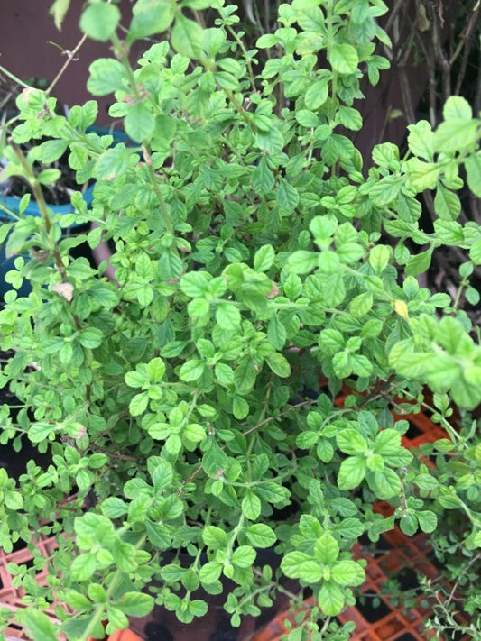 Oregano: A Perfect Herb for the Tropical Setting