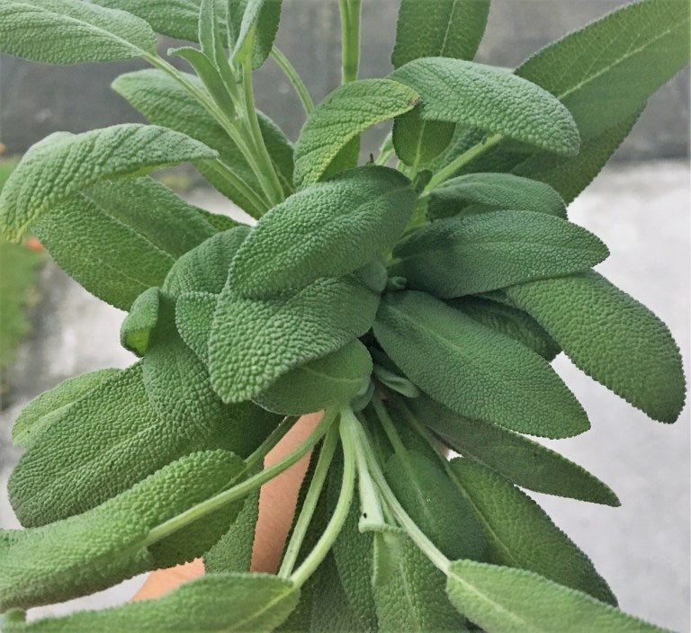 Growing Your Own Sage Definitely a Wise Move