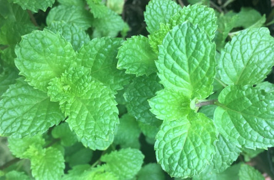 How to Grow Mint in a Tropical Herb Garden
