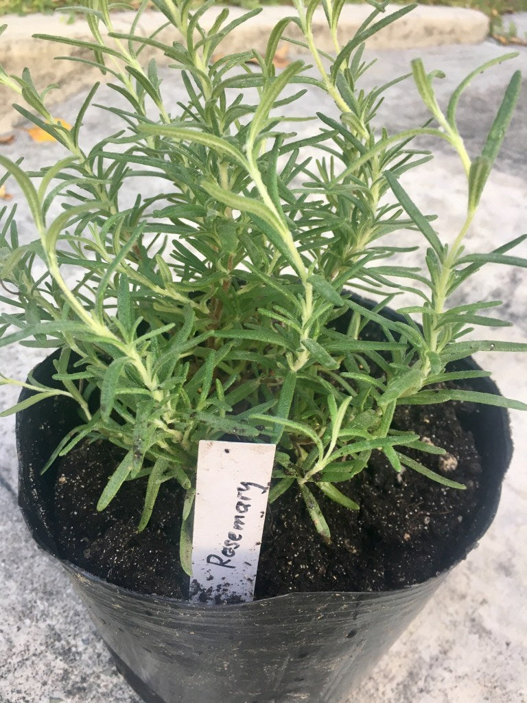 Grow Rosemary in the Tropics: Here’s how