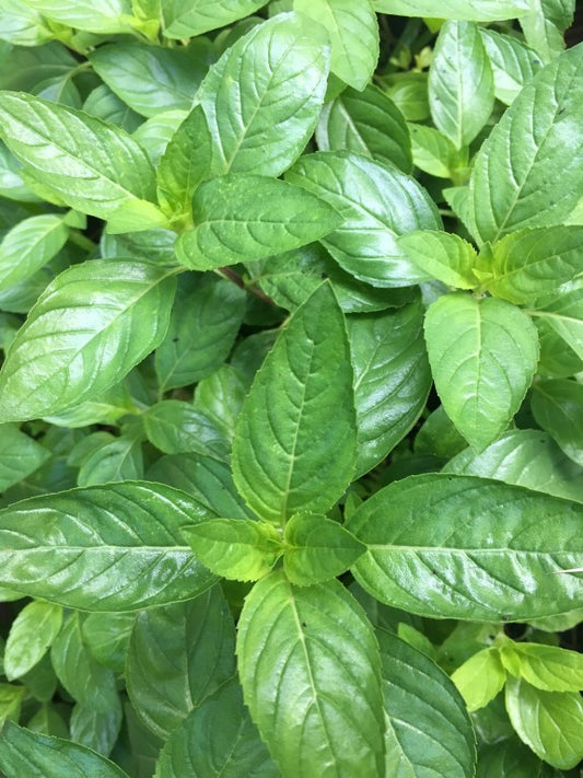 Peppermint: Learn How to Grow and Propagate