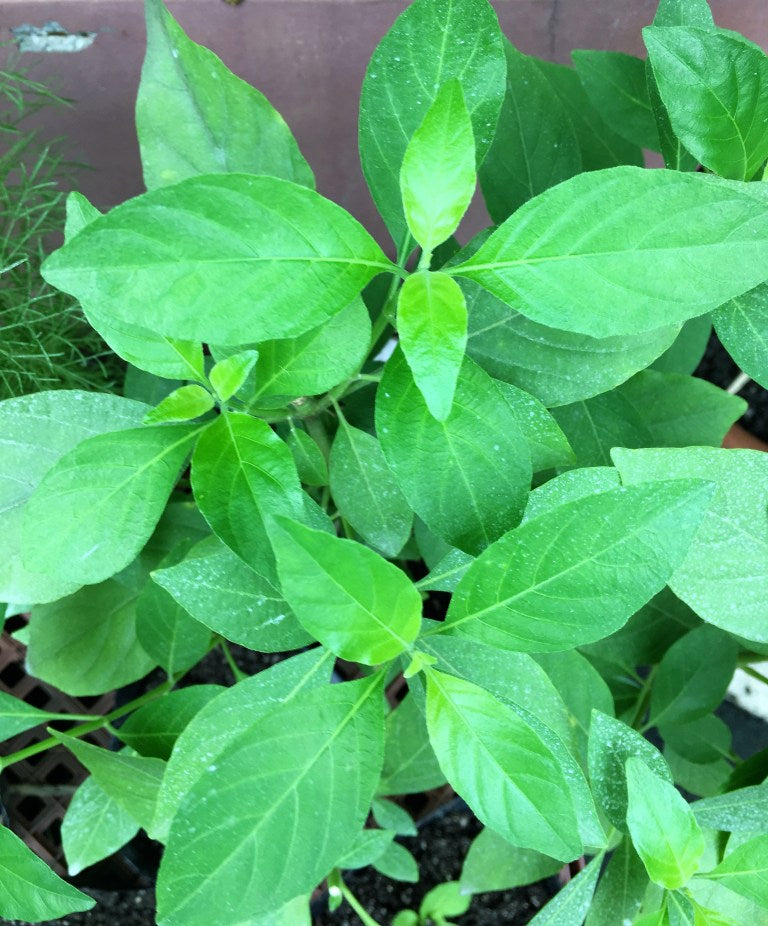 Harvest and Brew Tea Straight from Your Garden