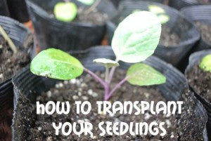 Guide to Transplanting Your Seedlings