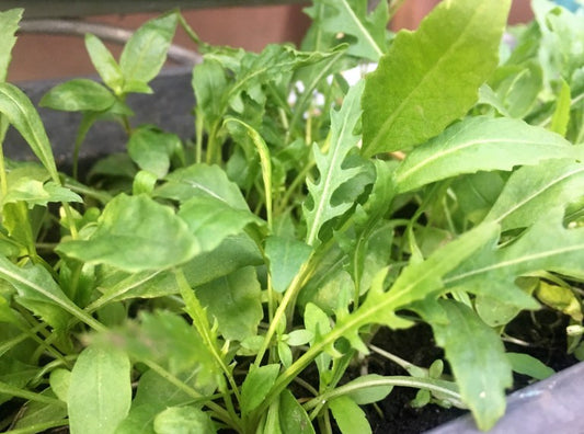 Growing Your Own Wild Arugula