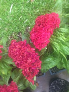 Tips on Growing Lovely Celosias in Pots