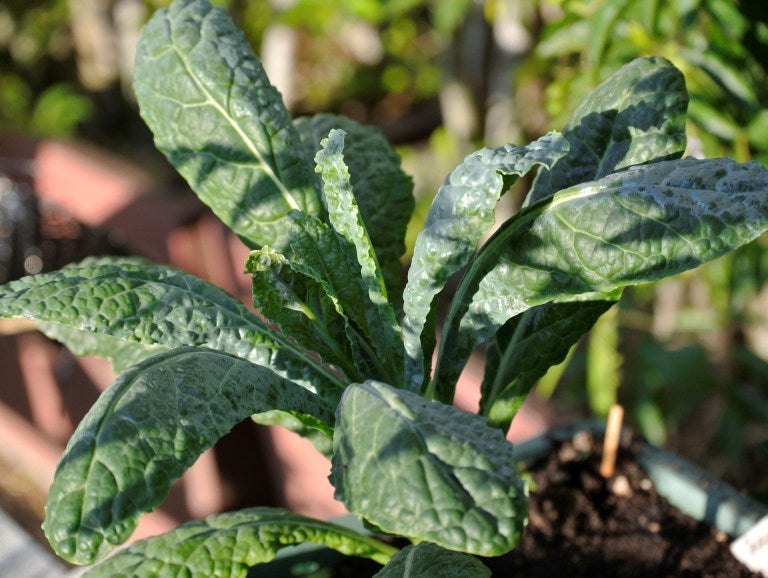 Growing Kale in the Tropics