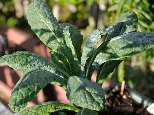 Growing Kale in the Tropics