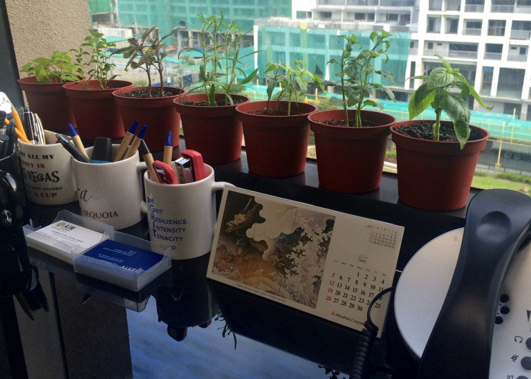 Indoor Herb Garden: A Mini Garden in the Workplace