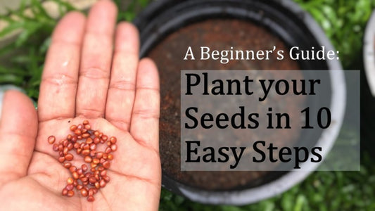 How to Start Seeds in a Seedtray: A Step-by-Step Guide
