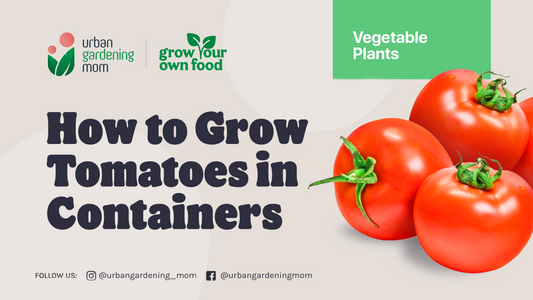 Container Gardening Tips For Growing Tomatoes At Home