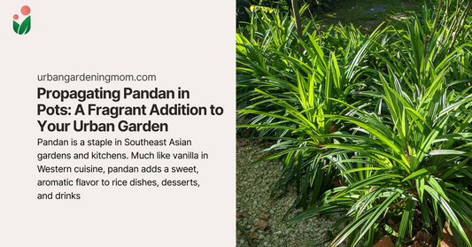Propagating Pandan in Pots: A Fragrant Addition to Your Urban Garden