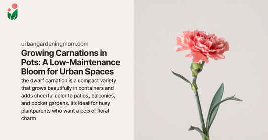 Growing Carnations in Pots: A Low-Maintenance Bloom for Urban Spaces