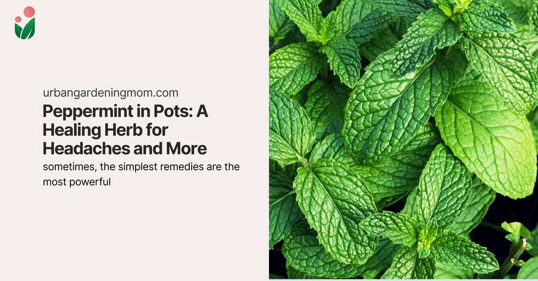 Peppermint in Pots: A Healing Herb for Headaches and More