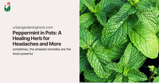 Peppermint in Pots: A Healing Herb for Headaches and More
