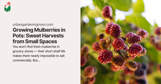 Growing Mulberries in Pots: Sweet Harvests from Small Spaces