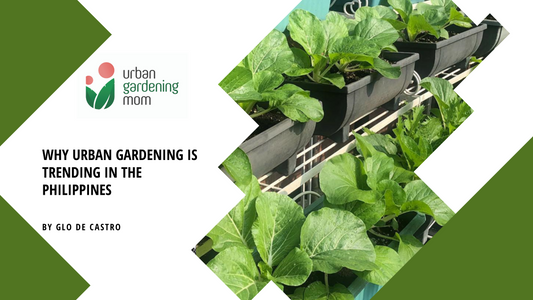 Why Urban Gardening is Trending in the Philippines