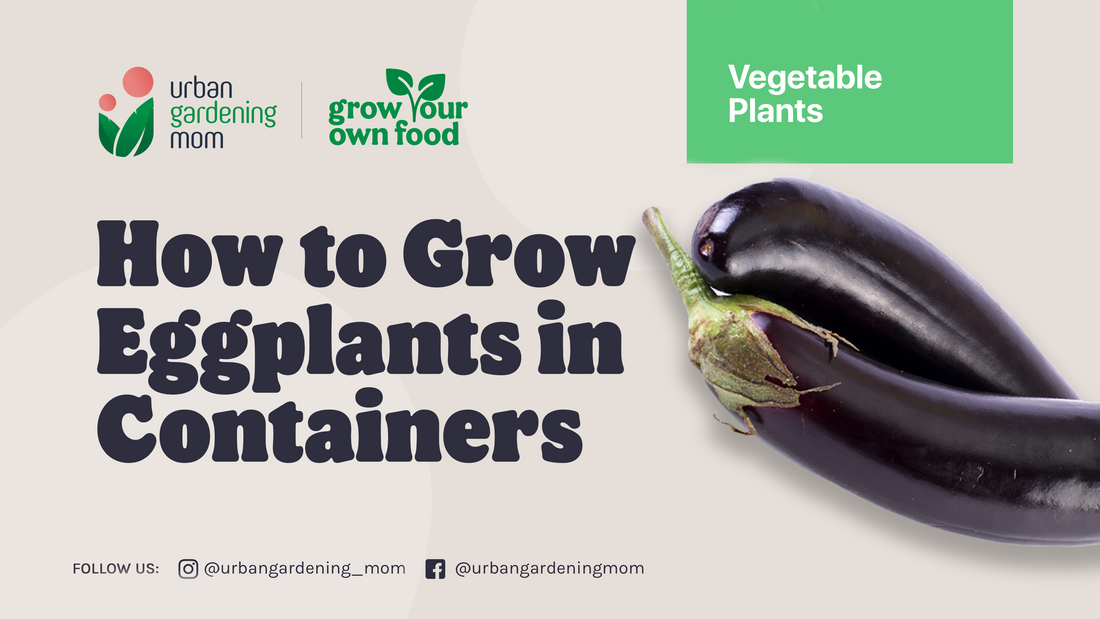 Home-grown Eggplants: Some Gardening Tips