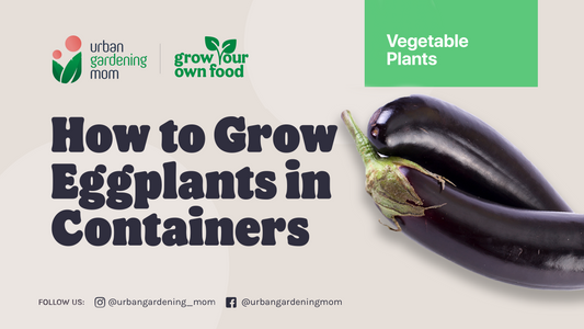 Home-grown Eggplants: Some Gardening Tips