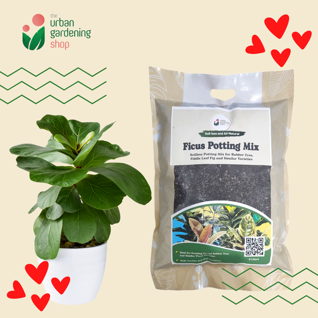 8-Liter Ficus Mix - Soilless Potting Mix for Ficus (Rubber Plants)