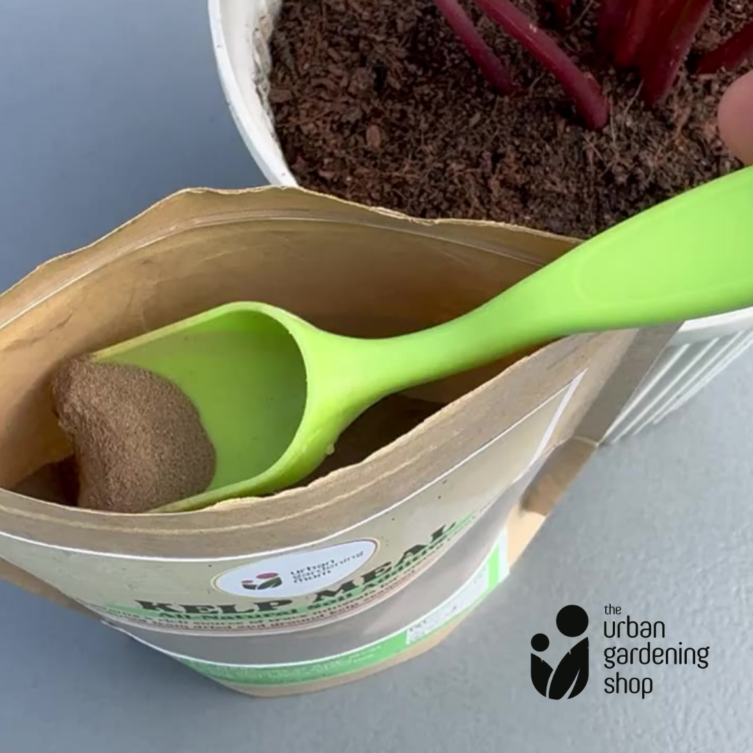 Kelp Meal - All-Natural Garden Soil Additive Derived from Kelp Seaweeds
