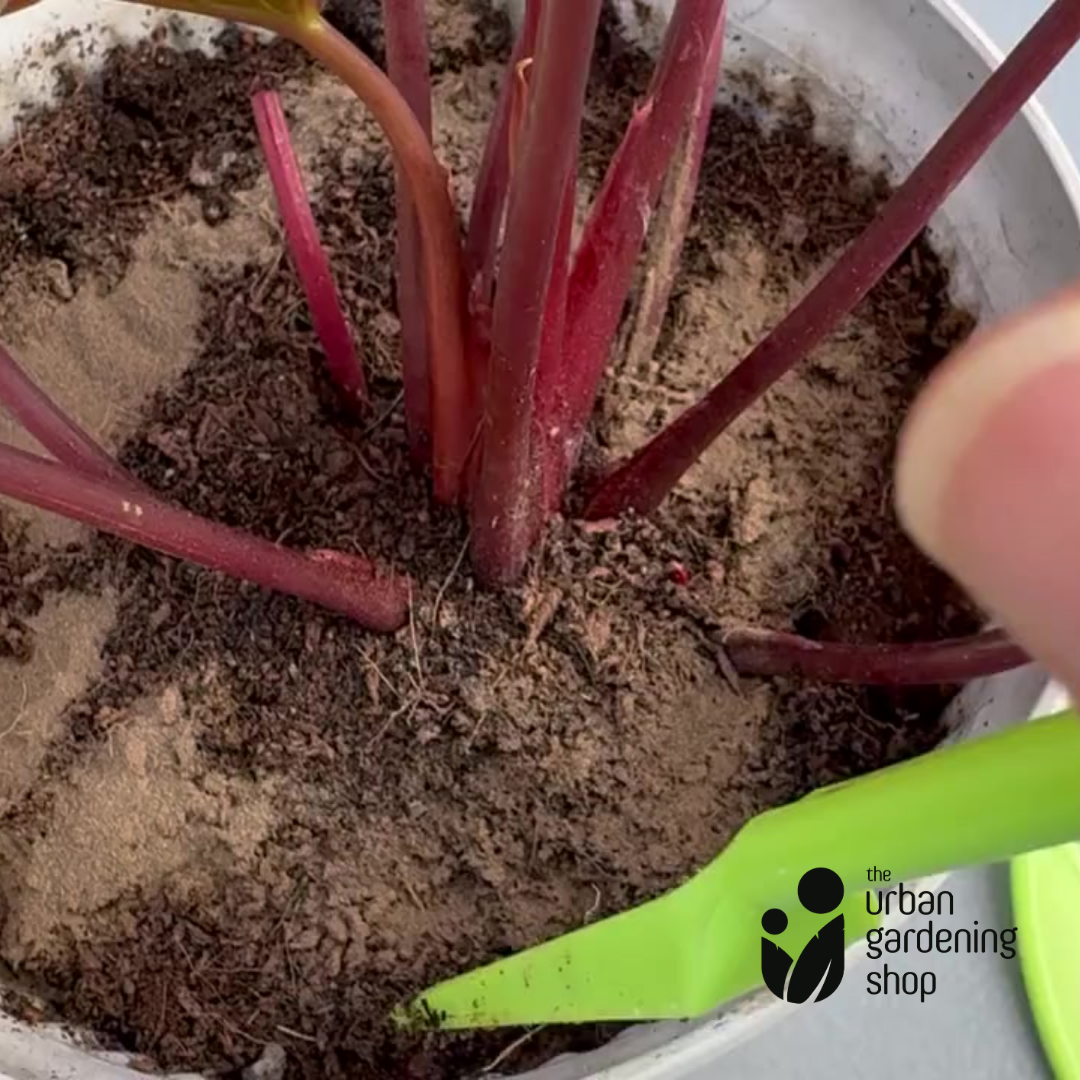 Kelp Meal - All-Natural Garden Soil Additive Derived from Kelp Seaweeds
