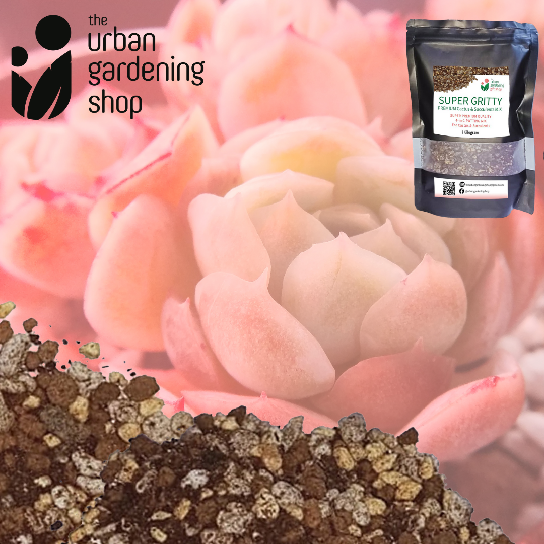 SUPER GRITTY PREMIUM 4-in-1 CACTUS & SUCCULENTS POTTING MIX - High Quality Blend with Akadama, Kanuma Vermicast and Pumice