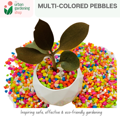 Premium Multicolored Pebbles|  Ideal as Decorative Topping or Filling For Gardening and Aquariums  1kilo