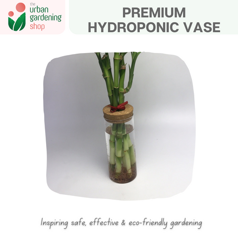 The Urban Gardening Shop | Transparent Hydroponic/ Aquaponic Vase |  Stylish Pot For Home Garden Use