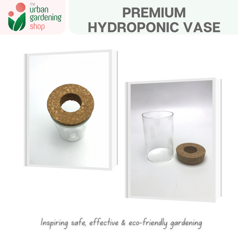 The Urban Gardening Shop | Transparent Hydroponic/ Aquaponic Vase |  Stylish Pot For Home Garden Use