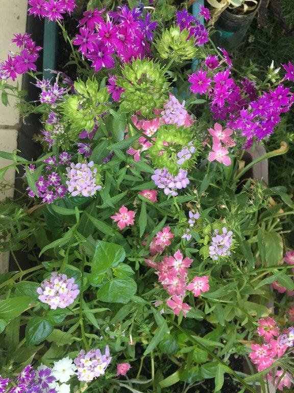 Create your Cottage-style Urban Garden