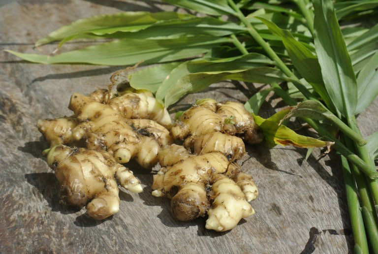 How I Grow Organic Ginger At Home