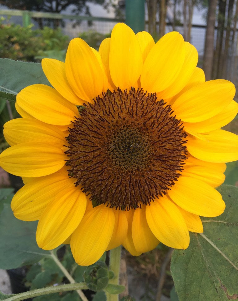 Grow Sunflowers To Brighten Up Your
