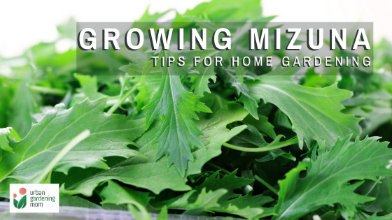 Home-grown Mizuna - Tips and Tricks for Growing and Harvesting