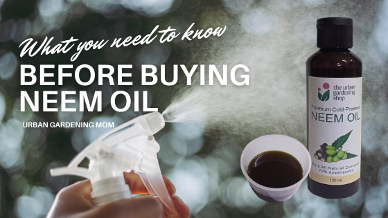 What You Need to Know Before Buying Neem Oil for Your Plants