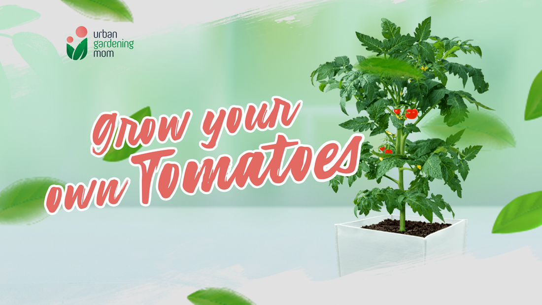 Grow Your Own Tomatoes at Home!