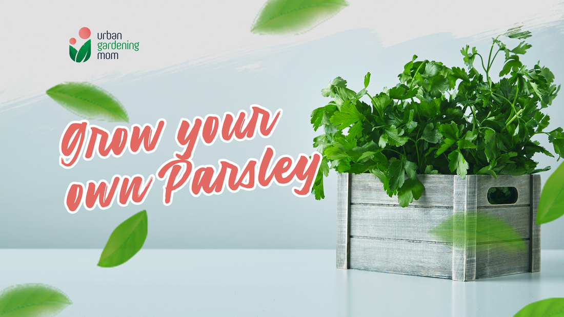 Grow your own parsley at home